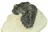 Bargain, Hollardops Trilobite Fossil - Ofaten, Morocco #287466-6